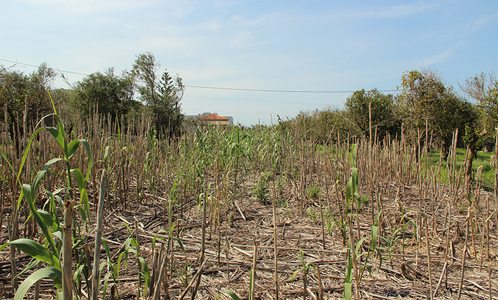 ΕΠΑΓΓΕΛΜΑΤΙΚΟ ΟΙΚΟΠΕΔΟ ΚΟΝΤΑ ΣΤΗ ΘΑΛΑΣΣΑ