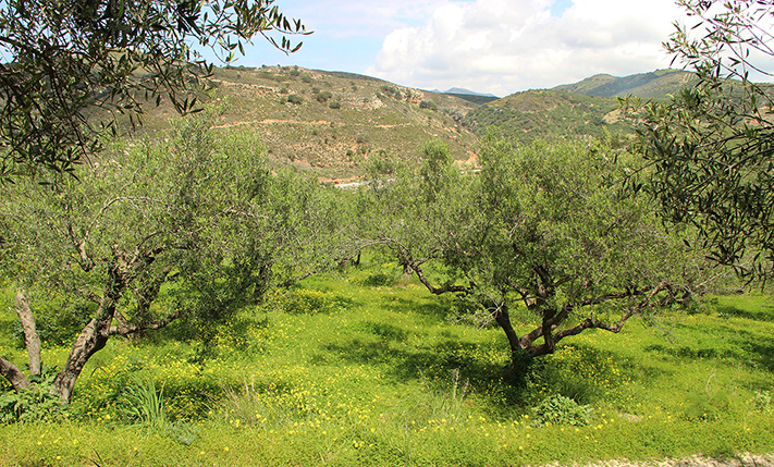 LAND PARCEL BETWEEN KOLIMBARI AND KISSAMOS