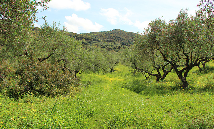 LAND PARCEL BETWEEN KOLIMBARI AND KISSAMOS