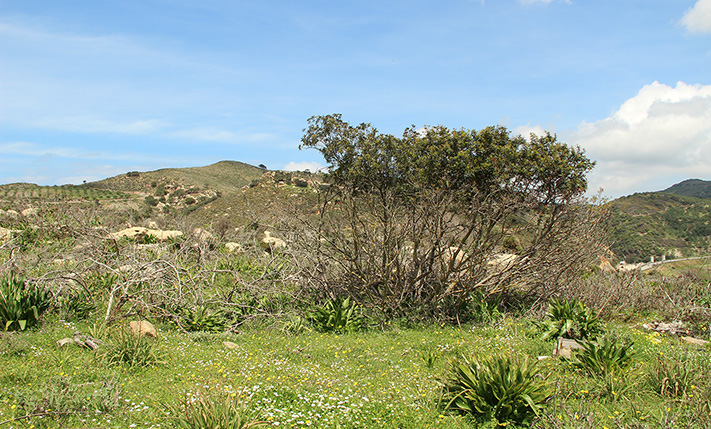 ΕΚΤΑΣΗ ΑΝΑΜΕΣΑ ΣΤΟ ΚΟΛΥΜΠΑΡΙ ΚΑΙ ΤΗΝ ΚΙΣΣΑΜΟ