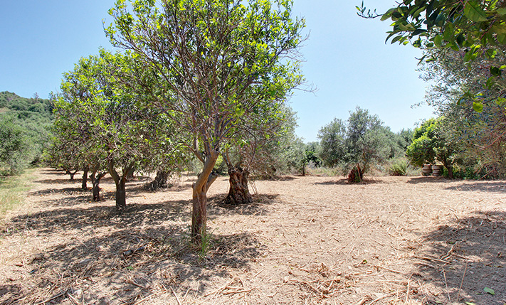 LAND WITH A PERMIT 4 KM FROM TAVRONITIS