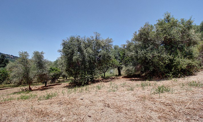 LAND WITH A PERMIT 4 KM FROM TAVRONITIS