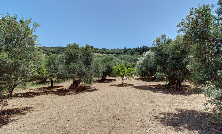 LAND WITH A PERMIT 4 KM FROM TAVRONITIS