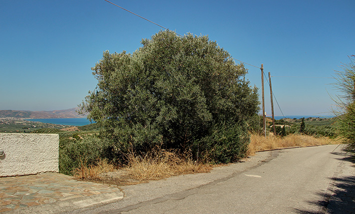 ΟΙΚΟΠΕΔΟ ΜΕ ΟΜΟΡΦΗ ΘΕΑ ΕΞΩ ΑΠΟ ΤΗΝ ΚΙΣΣΑΜΟ
