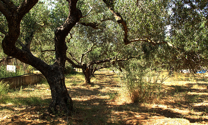 PLOT WITH VIEWS IN NICE AREA