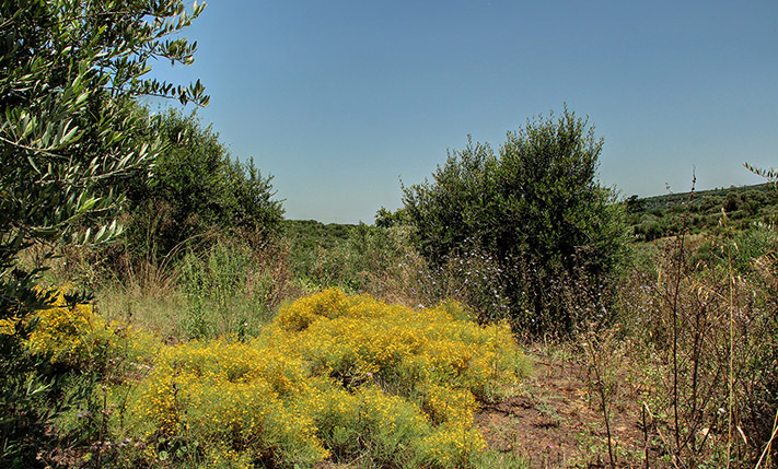 ΕΝΤΟΣ ΟΙΚΙΣΜΟΥ ΜΕ ΔΥΝΑΤΟΤΗΤΑ ΚΑΤΑΤΜΗΣΗΣ.