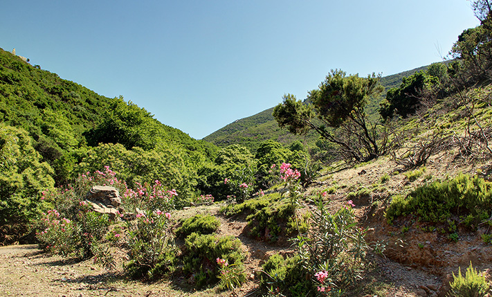 ΗΜΙΟΡΕΙΝΗ ΕΚΤΑΣΗ ΜΕ ΚΑΣΤΑΝΙΕΣ ΜΕΣΑ ΣΤΗ ΦΥΣΗ