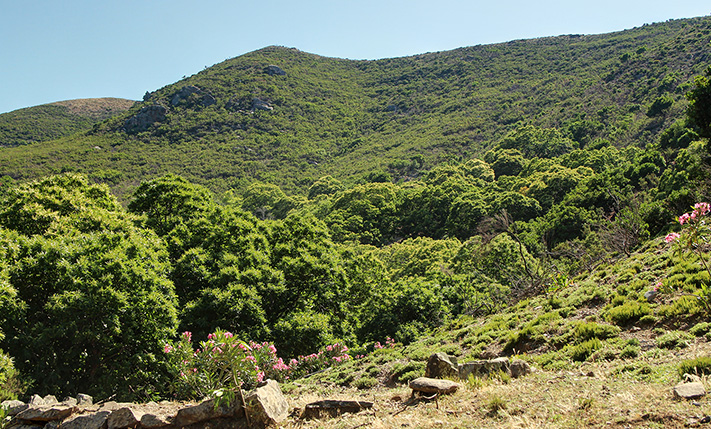 PARCEL WITH CHESTNUT TREES IN LUSH LOCATION