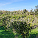 PLS0465 - image 4 PLS0465 - image 4