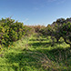 PLS0465 - image 5 PLS0465 - image 5
