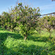 PLS0465 - image 9 PLS0465 - image 9