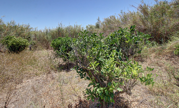 GOOD INVESTMENT CLOSE TO THE BEACH OF MALEME