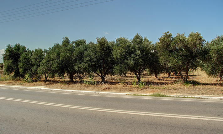 ΜΕΓΑΛΟ ΟΙΚΟΠΕΔΟ ΣΤΗΝ ΠΕΟ ΧΑΝΙΩΝ-ΚΙΣΣΑΜΟΥ