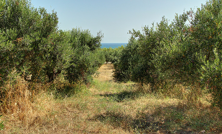 ΜΕΓΑΛΟ ΟΙΚΟΠΕΔΟ ΣΤΗΝ ΠΕΟ ΧΑΝΙΩΝ-ΚΙΣΣΑΜΟΥ