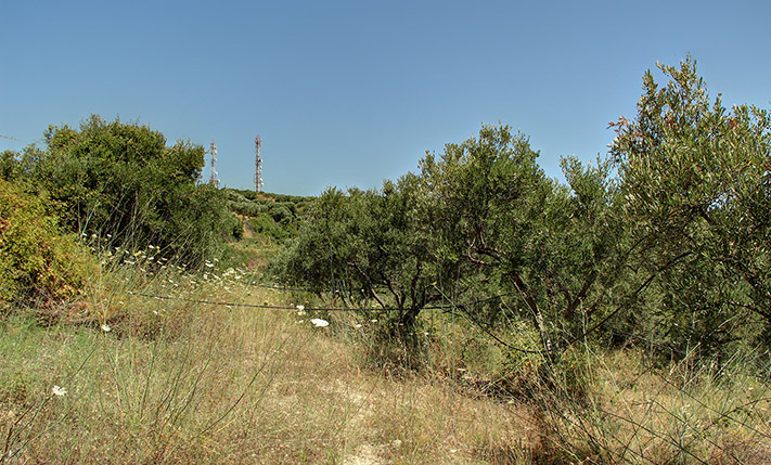 AN OLIVE GROVE WITH BEAUTIFUL VIEWS