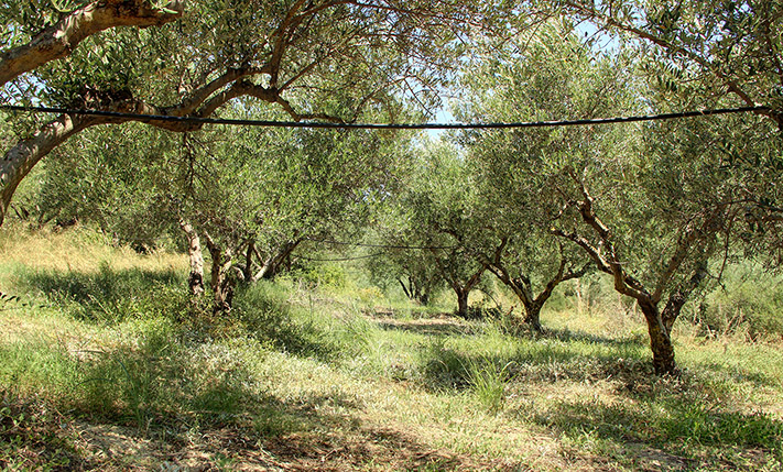 AN OLIVE GROVE WITH BEAUTIFUL VIEWS