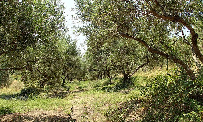 AN OLIVE GROVE WITH BEAUTIFUL VIEWS