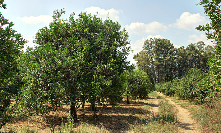 ΤΡΙΑ ΑΓΡΟΤΕΜΑΧΙΑ ΚΑΤΩ ΑΠΟ ΤΑ ΛΕΥΚΑ ΟΡΗ