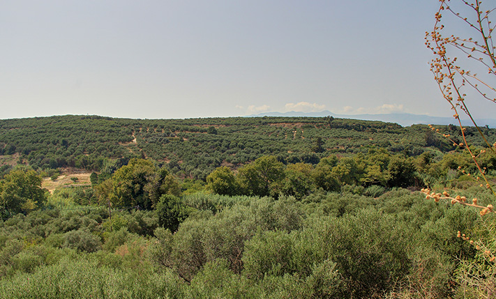 ΕΠΙΚΛΙΝΕΣ ΟΙΚΟΠΕΔΟ ΜΕ ΕΛΑΙΟΔΕΝΤΡΑ