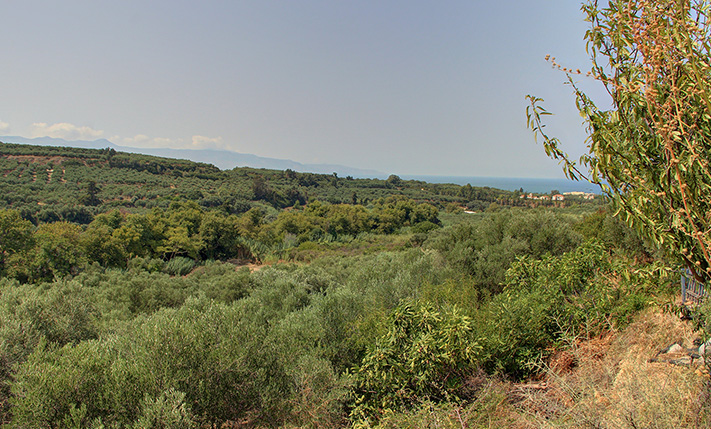 ΕΠΙΚΛΙΝΕΣ ΟΙΚΟΠΕΔΟ ΜΕ ΕΛΑΙΟΔΕΝΤΡΑ