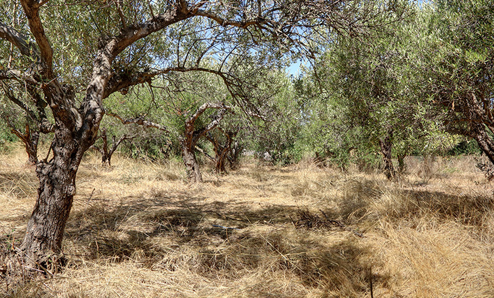 LAND WITH POTENTIAL AND SEA VIEWS