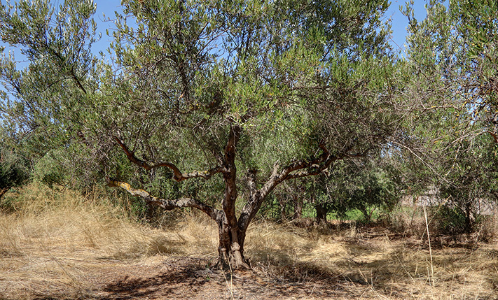 LAND WITH POTENTIAL AND SEA VIEWS