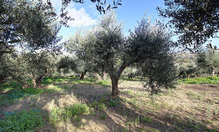 LAND WITH SEA VIEWS & ACCESS BY 2 ROADS