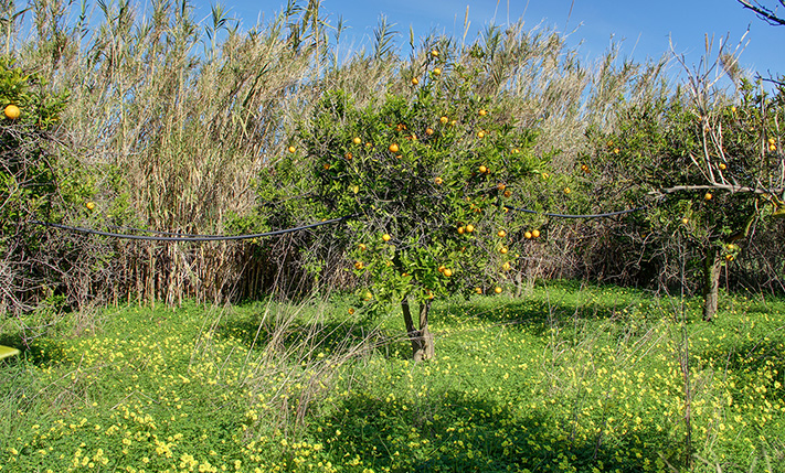 LAND IN TOURIST REGION NEAR THE SEA