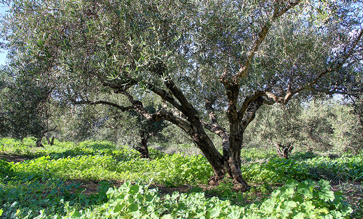 IDEALLY LOCATED FOR RESIDENTIAL DEVELOPMENT