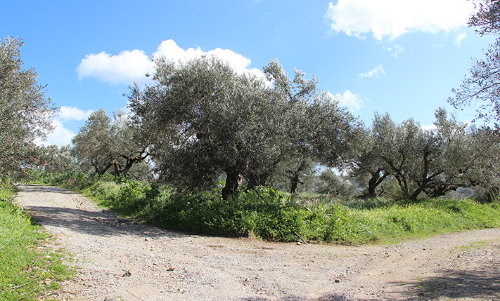 ΜΕ ΘΕΑ ΣΕ ΠΡΑΣΙΝΟ ΚΑΙ ΣΤΑ ΛΕΥΚΑ ΟΡΗ