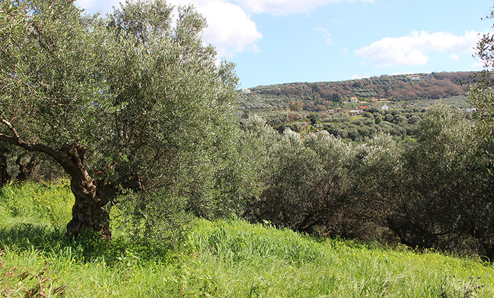 WITH VIEWS OF LUSH HILLS & THE WHITE MOUNTAINS