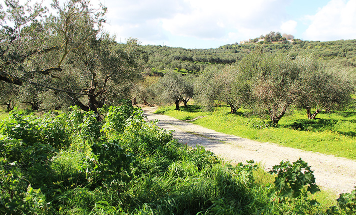 WITH VIEWS OF LUSH HILLS & THE WHITE MOUNTAINS