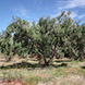 PLS0595 - image 7