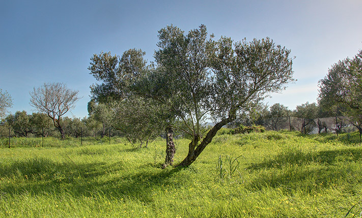 ΟΜΟΡΦΟΣ ΕΛΑΙΩΝΑΣ ΣΕ ΧΩΡΙΟ ΤΟΥ ΚΟΛΥΜΠΑΡΙΟΥ