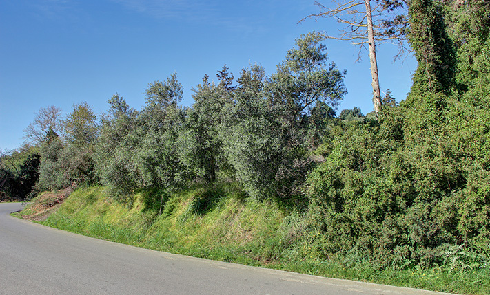 NEXT TO A BEAUTIFUL LITTLE PINE WOOD