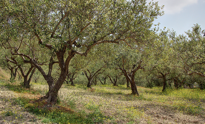 OLIVE GROVE WITH EXCEPTIONAL VIEWS