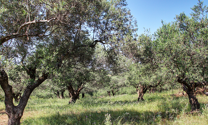 RECTANGULAR PLOT WITH OLIVE TREES IN VOUKOLIES