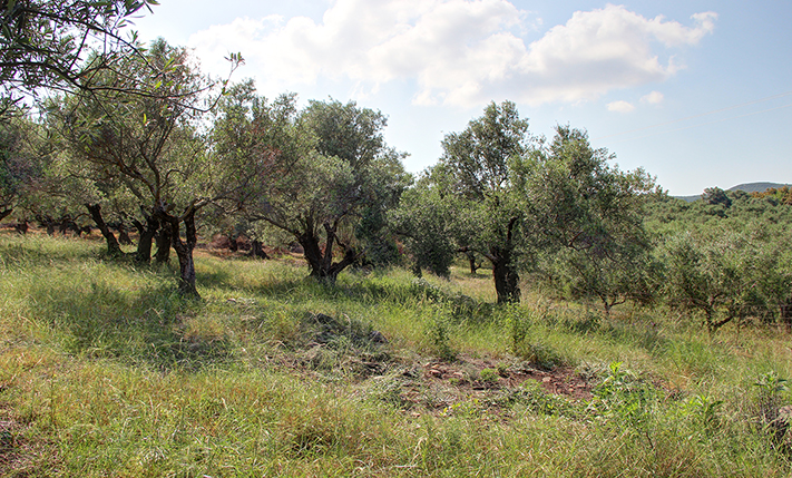 RECTANGULAR PLOT WITH OLIVE TREES IN VOUKOLIES
