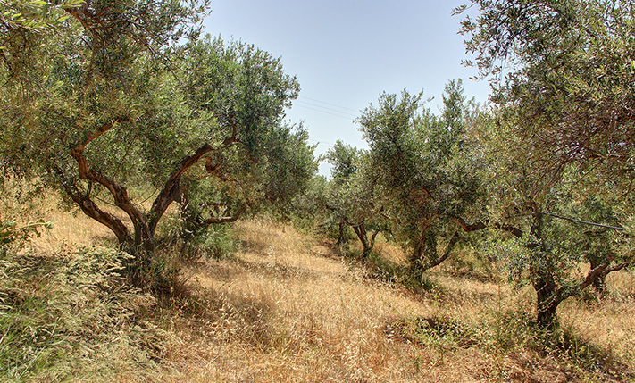 LAND ON TWO LEVELS WITH MOUNTAIN VIEWS