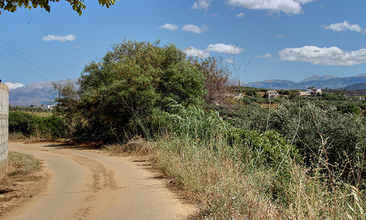 ΕΛΑΙΩΝΑΣ ΣΕ ΠΛΑΓΙΑ ΚΟΝΤΑ ΣΤΟ ΜΑΛΕΜΕ