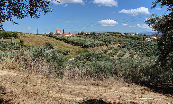 OLIVE GROVE ON A HILLSIDE NEAR MALEME