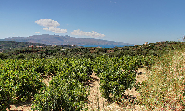 ΕΛΑΙΩΝΑΣ ΣΕ ΠΛΑΓΙΑ ΚΟΝΤΑ ΣΤΟ ΜΑΛΕΜΕ