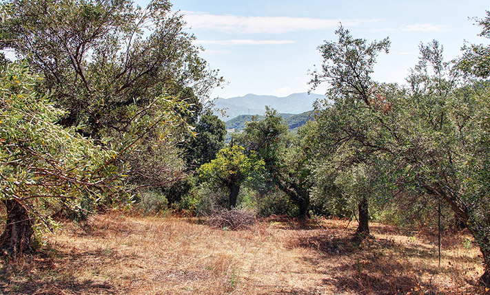 ΣΤΗΝ ΑΚΡΗ ΜΙΑΣ ΡΕΜΑΤΙΑΣ ΜΕ ΠΟΛΥ ΠΡΑΣΙΝΟ