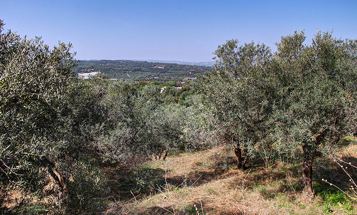 HILLSIDE WITH OLIVE TREES & BEAUTIFUL VIEWS