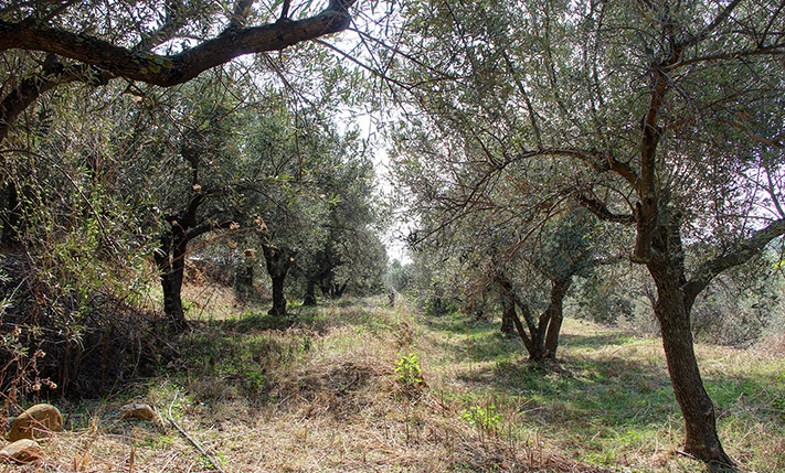 HILLSIDE WITH OLIVE TREES & BEAUTIFUL VIEWS