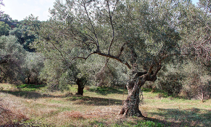 HILLSIDE WITH OLIVE TREES & BEAUTIFUL VIEWS