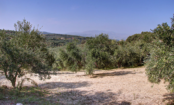 ΑΓΡΟΤΕΜΑΧΙΟ ΜΕ ΕΛΑΙΟΔΕΝΤΡΑ ΚΟΝΤΑ ΣΤΟ ΜΑΛΕΜΕ