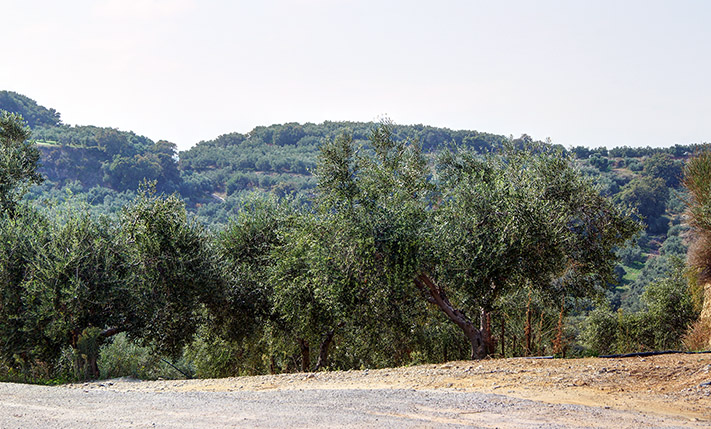 LAND WITH OLIVE TREES 5 MINUTES FROM MALEME