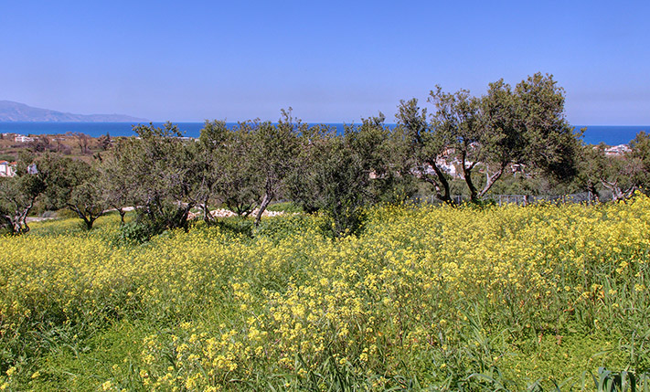 ΠΟΛΥ ΚΟΝΤΑ ΣΤΟ ΚΕΝΤΡΟ ΤΟΥ ΠΛΑΤΑΝΙΑ