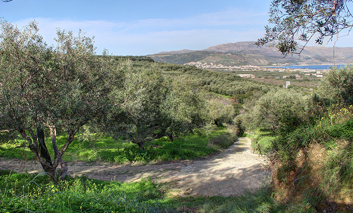 NON-BUILDABLE LAND WITH 50 MATURE OLIVE TREES